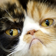 Illustration for article titled Cat Thief Taunts Owner with Letter from the POV of Kidnapped Cat
